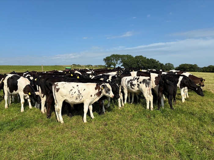The main group of calves on Denis Hickey's farm