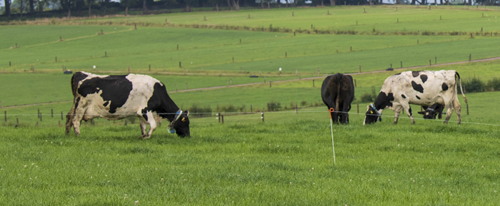 dairy cows grazing at Teagasc Moorepark