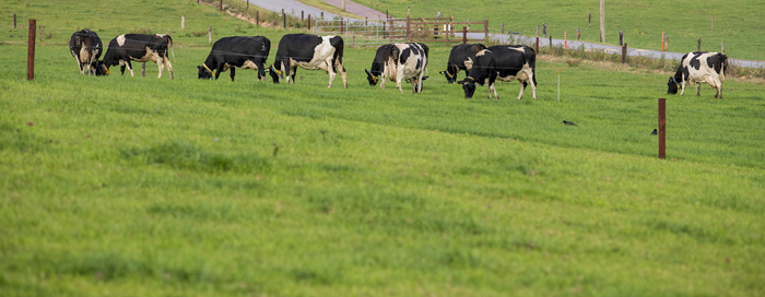 Dairy Management Notes – October 2026