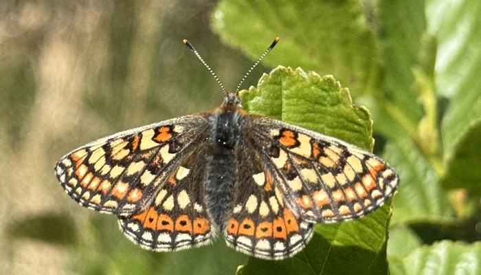 The Marsh Fritillary Butterfly, the only legally protected insect in Ireland.