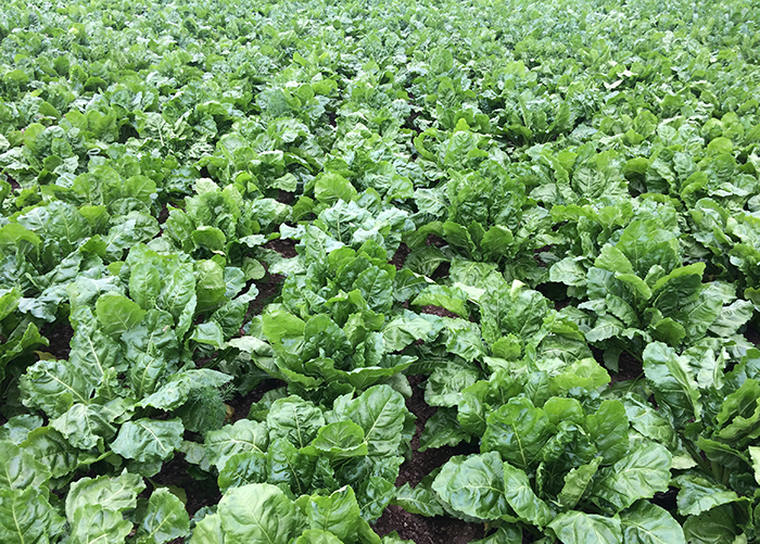 Disease control in fodder beet