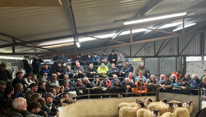 Ewes sold through the Mayo producer group sale