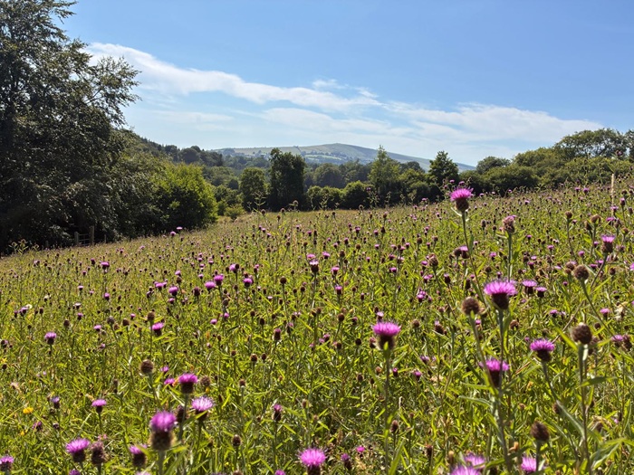 Cover image for Farming with Nature: Practical Ways to Enhance Farmland Biodiversity article