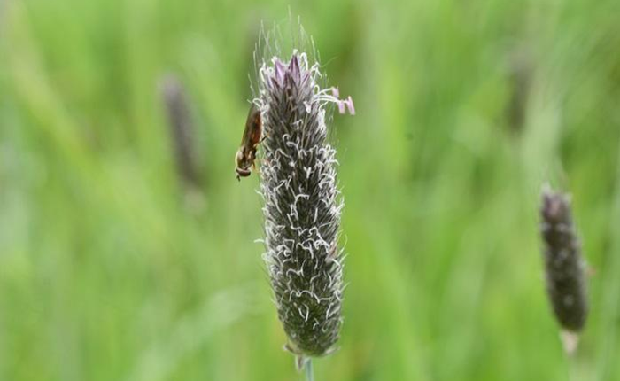Meadow foxtail