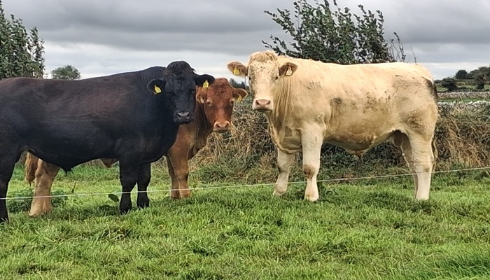 Continental cattle at grass on Michael Forde's farm