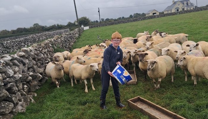 Michael Forde Junior feeding store lambs