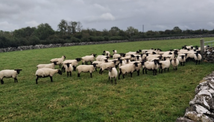 Ewes on Michael Fordes farm