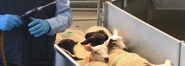 Lambs being held in a race while a farmer holds a dosing gun