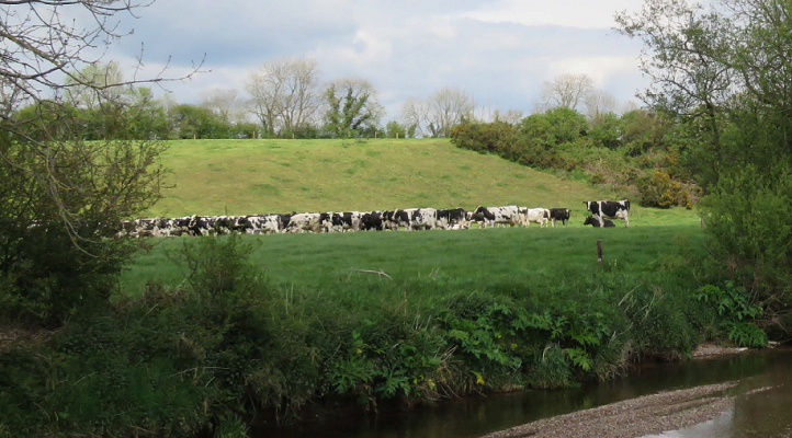 What dairy farmers can do to improve local water quality
