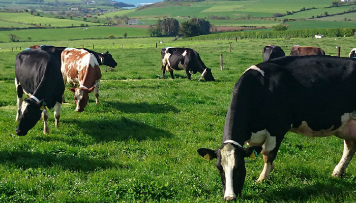 Breeding for Bovine TB resistance