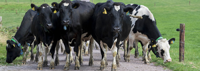 Cover image for Teagasc Dairy Advisory Newsletter – July article