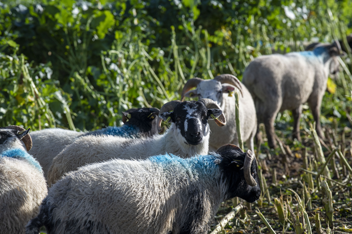 Cover image for Store lamb options for store lamb producers and purchasers article