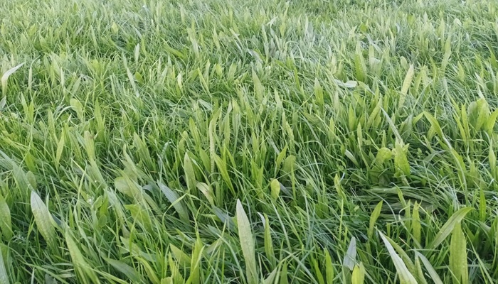 Cover image for Reducing N inputs with multi species swards article