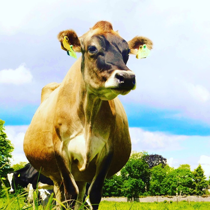 A Next Generation Jersey cow pictured at Moorepark