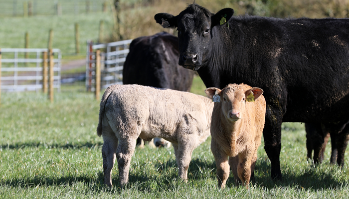 A new focus for Newford