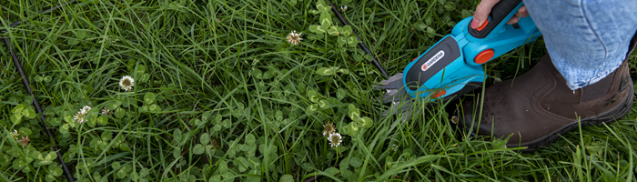 clover sward being measured using the cut and weigh method