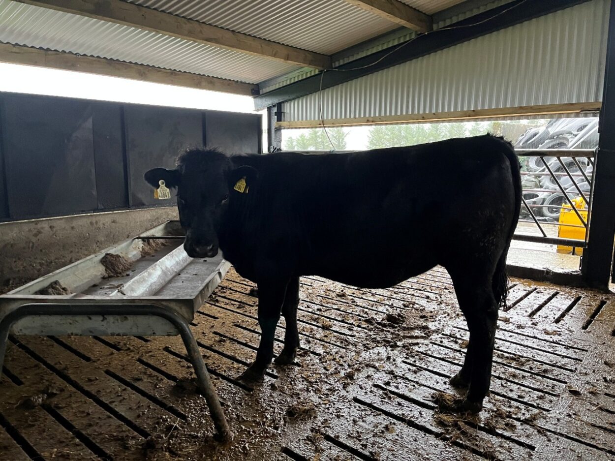 Dairy beef heifer that is being finished from slatted shed