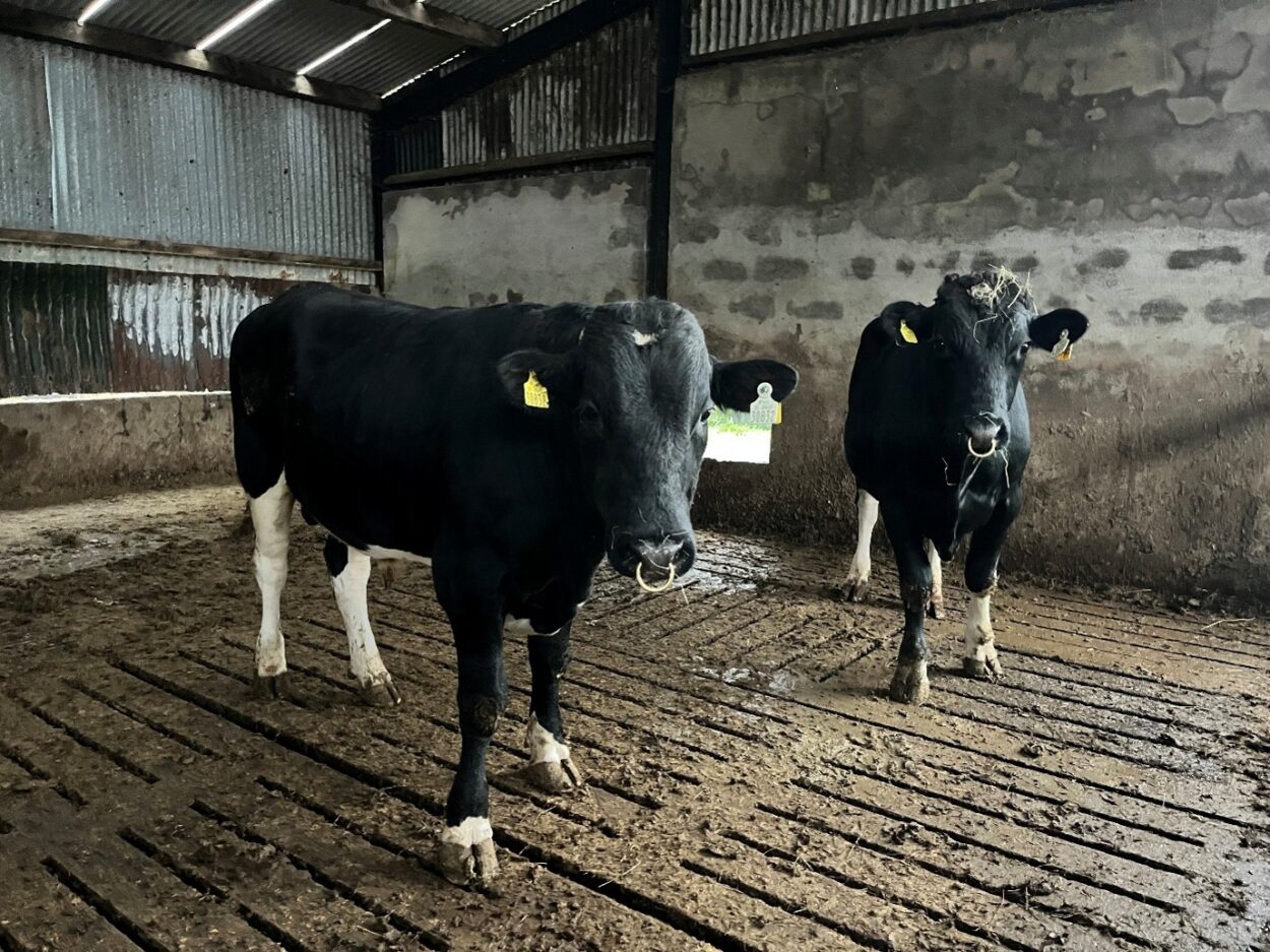 Vasectomised Friesian bulls in slatted shed