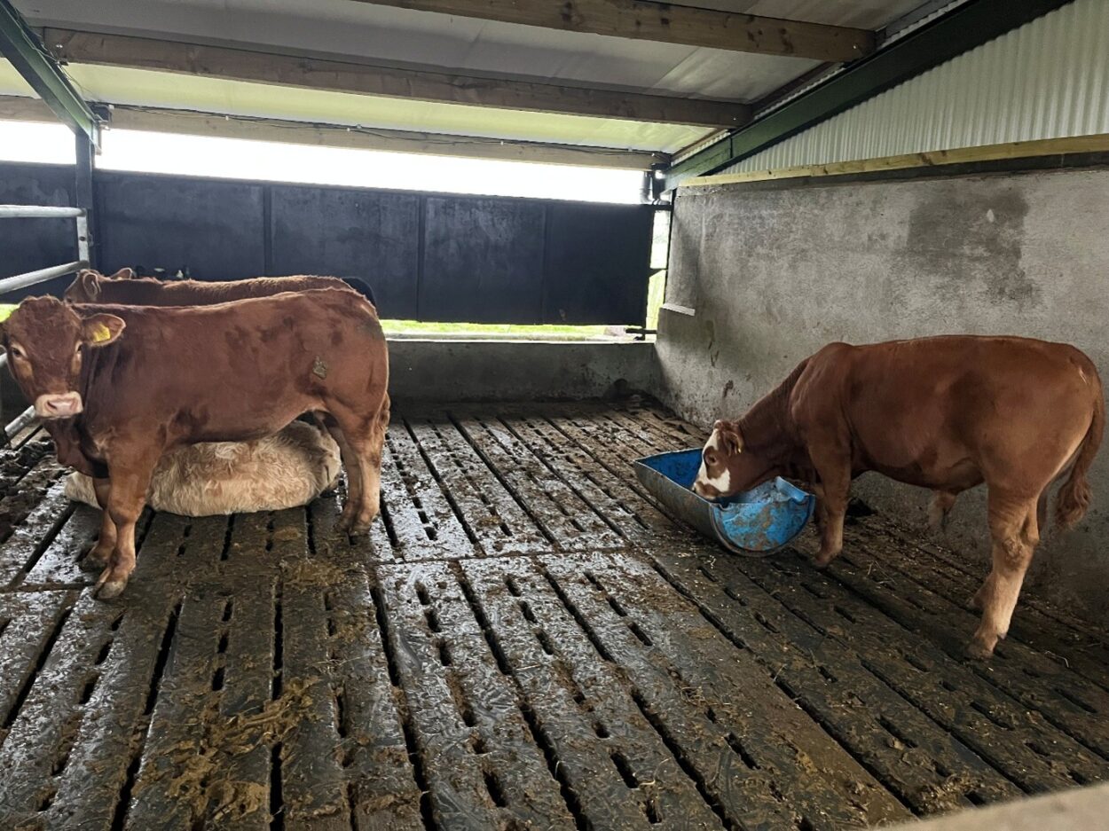 Suckler weanlings in slatted shed