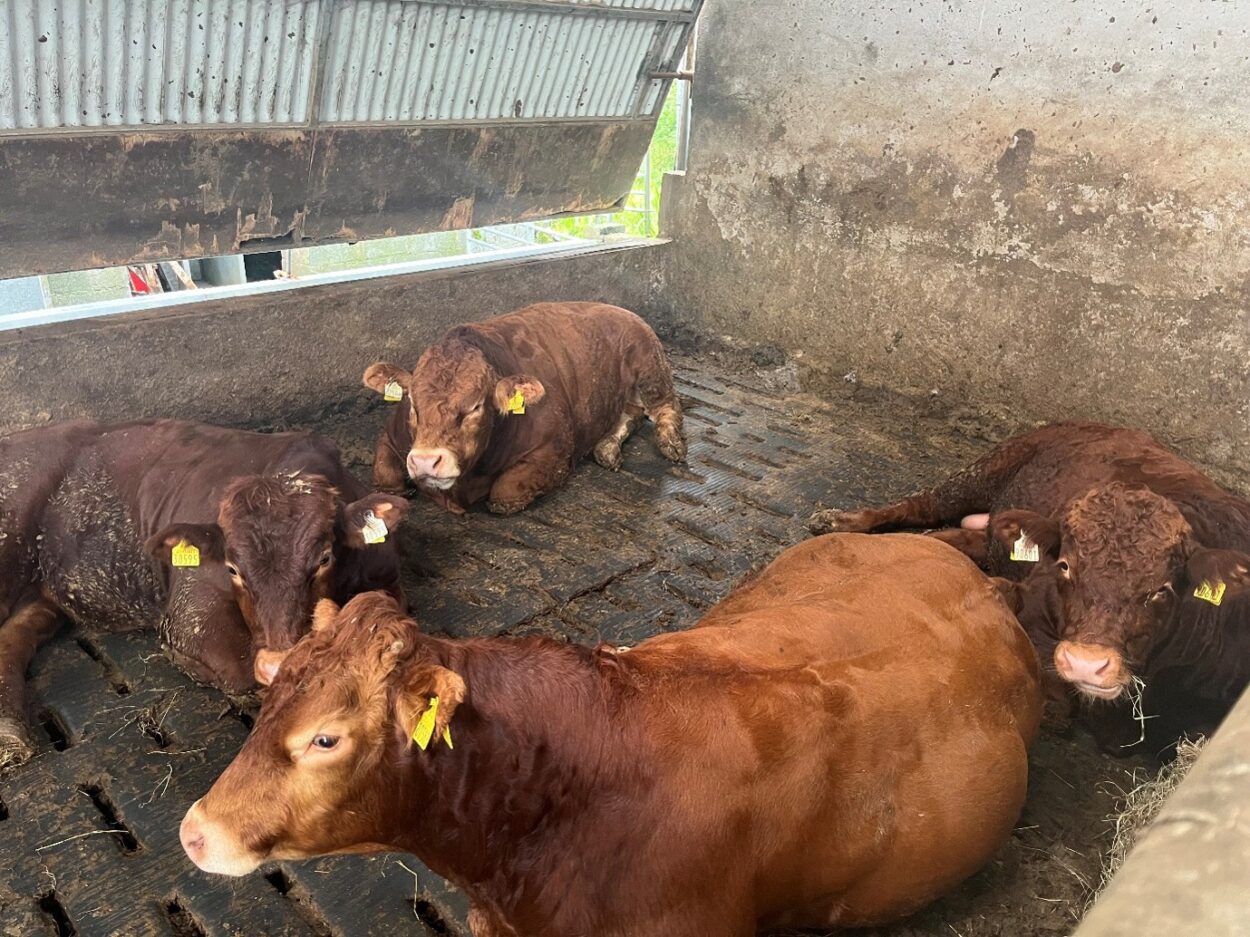 Pedigree Limousin bulls lying down in slatted shed