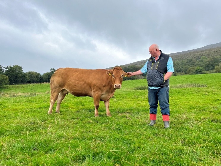 Oliver O'Hara in fields with Limousin cow