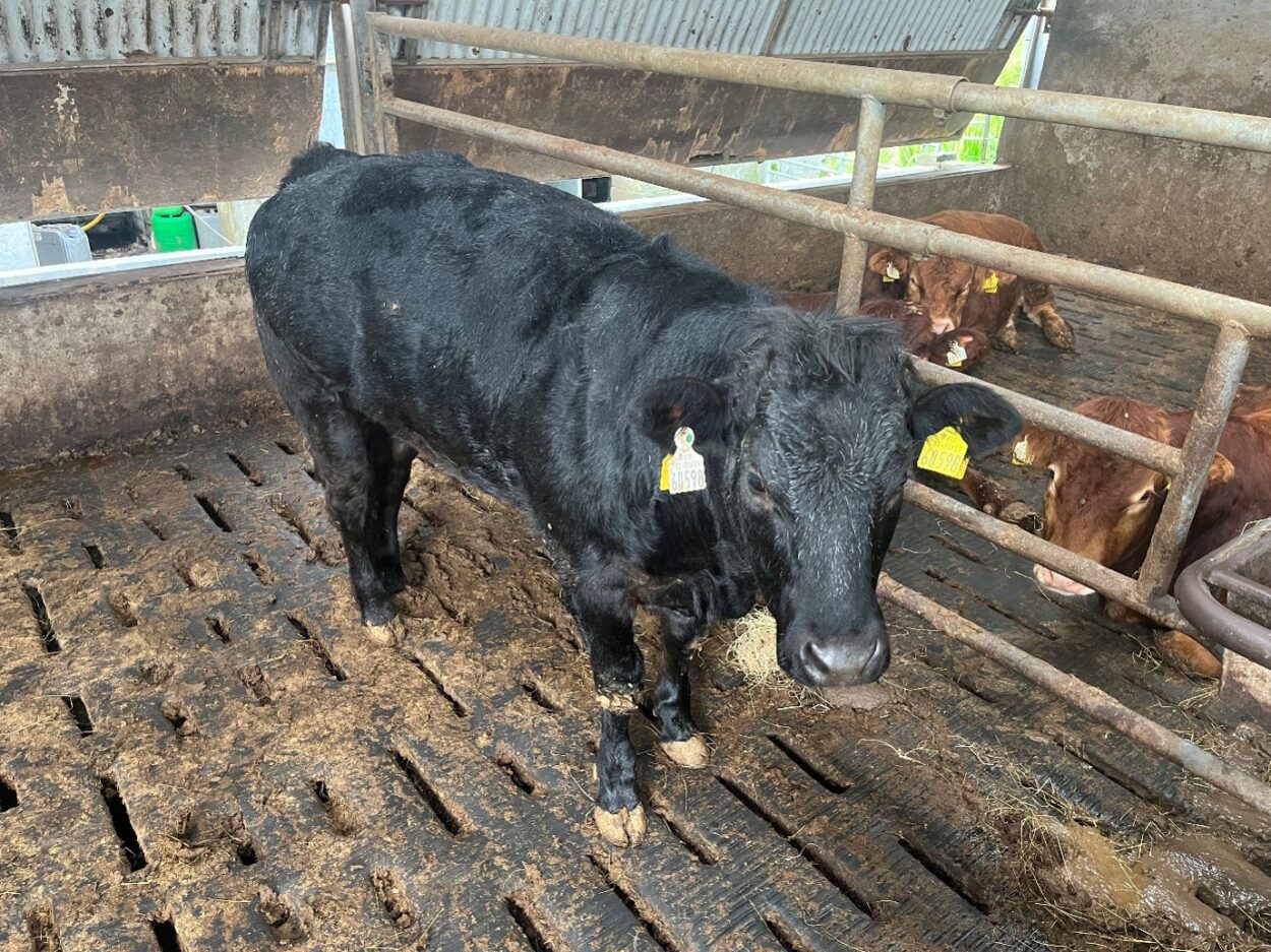 Continental heifer in slatted pen