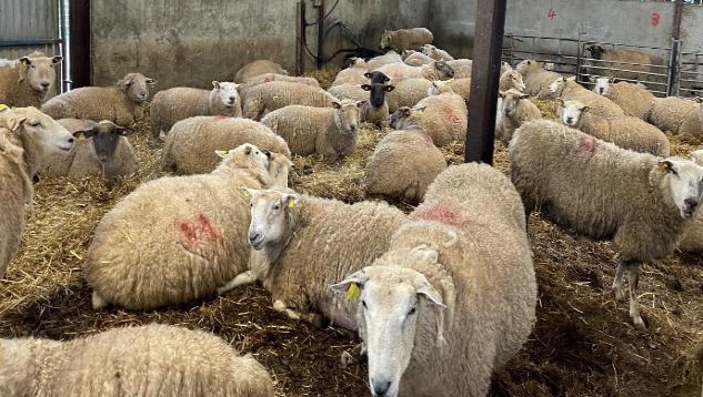 The ewe flock housed ahead of lambing over the winter months of Olivia Hynes farm