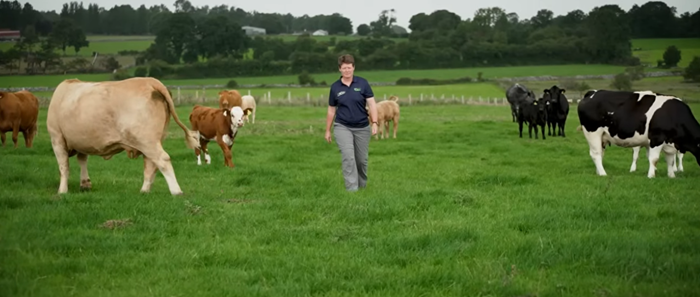 Mixed farm system paying dividends in Co. Roscommon