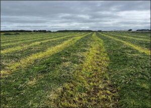 Organic red clover silage