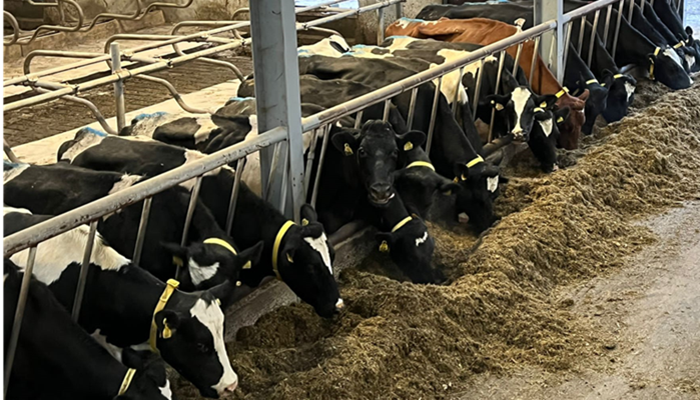 An elevated show of winter milk cows at Johnstown Castle consuming a TMR diet through a feed barrier