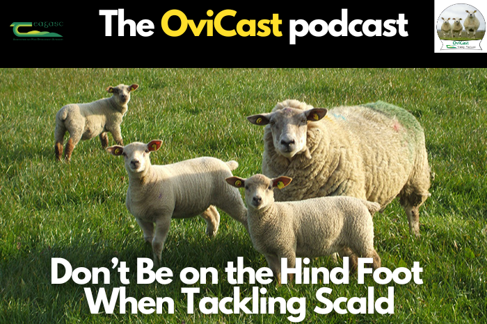Don’t be on the hind foot when tackling scald