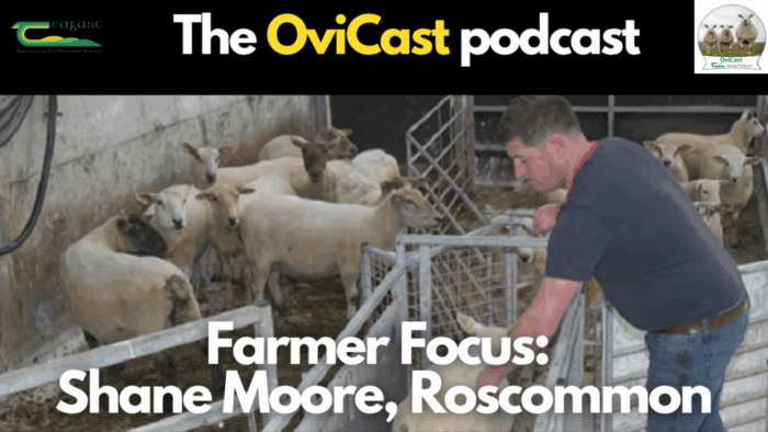 Farmer Focus: Shane Moore, BETTER Farm participant, Roscommon