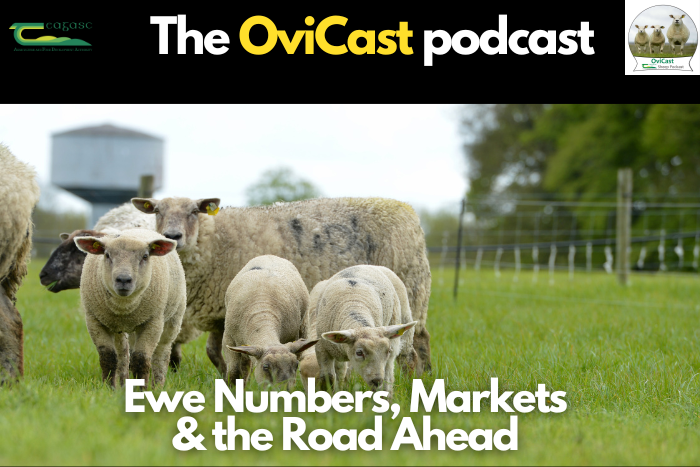 Cover image for Taking stock: Ewe numbers, markets and the road ahead for sheep farming article