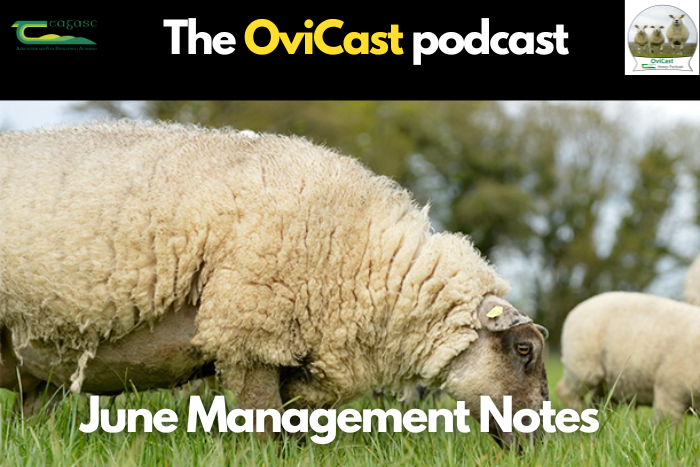 Managing your sheep farm through June