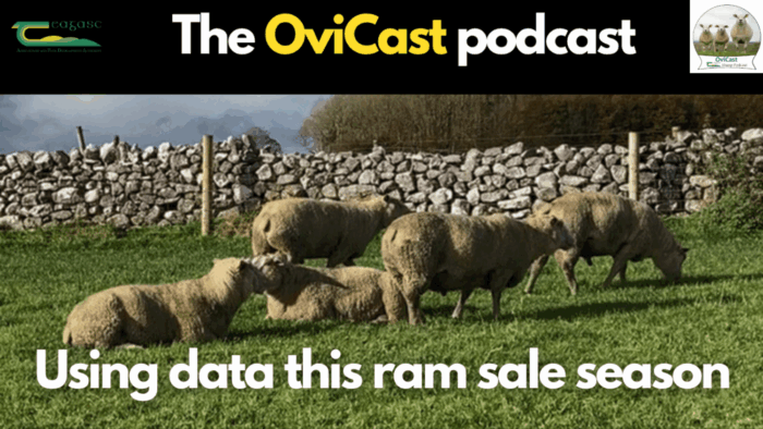Making genetic gains – using data this ram sale season