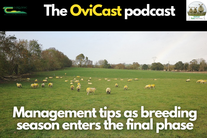 Management tips as the breeding season enters the final phase