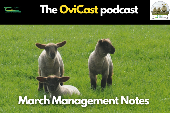 Managing your sheep farm through March