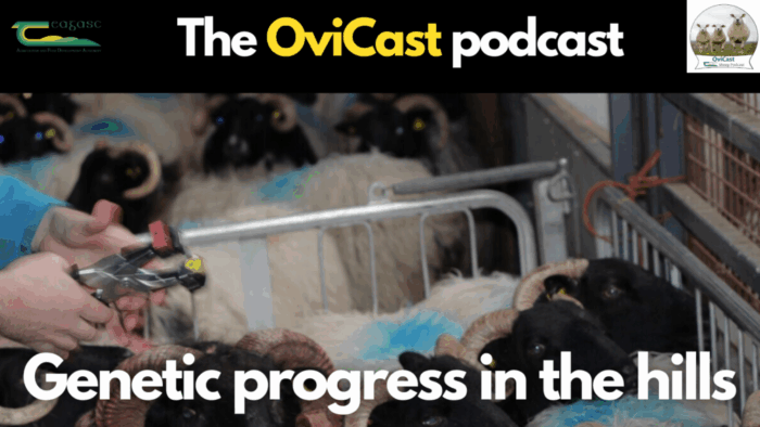 Genetic progress in the hills