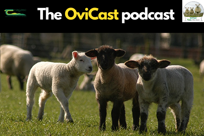 Cover image for Managing your sheep farm through April article