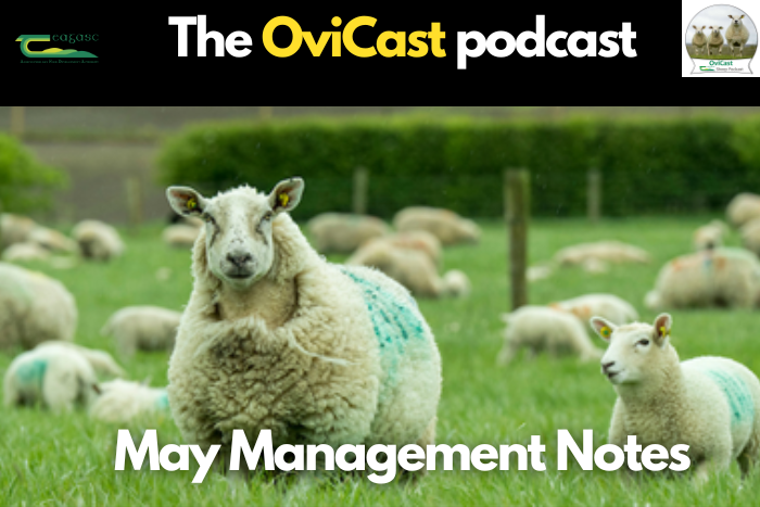 Cover image for The key management prioritises for sheep farmers article