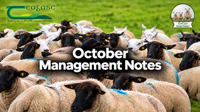 Managing your sheep farm through October - Teagasc | Agriculture and ...