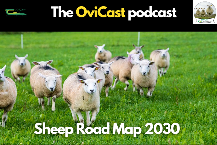 Sheep Road Map 2030: A Strategic Plan for Ireland’s sheep sector