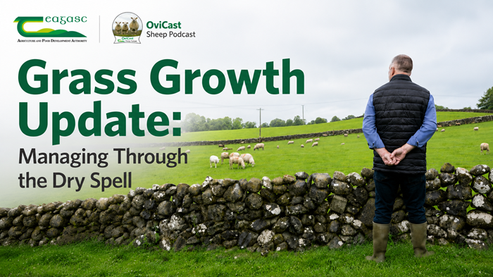 Grass growth update: Managing through the dry spell
