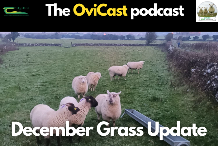 A December grass update for sheep farmers