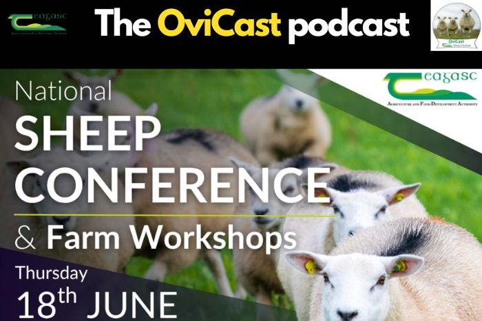 Previewing the 2026 National Sheep Conference