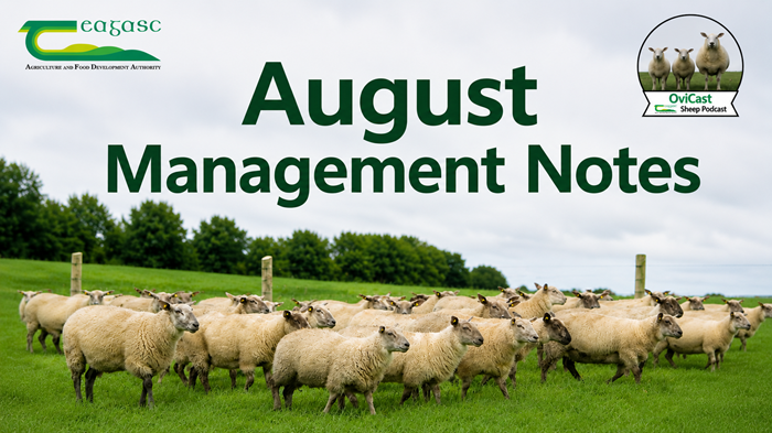 Cover image for Managing your sheep flock through August article
