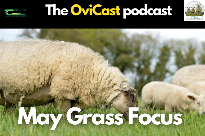 May grass focus on sheep farms