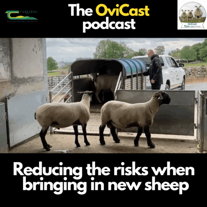 Quarantine, parasites and vaccines – reducing the risks when bringing in new sheep