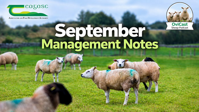 Cover image for Managing your sheep farm through September article