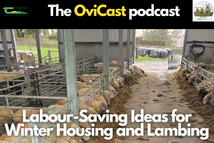 Labour-saving ideas for winter housing and lambing